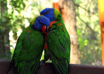 Η H5N1 εξαπλώνεται στην άγρια ζωή της Αυστραλίας