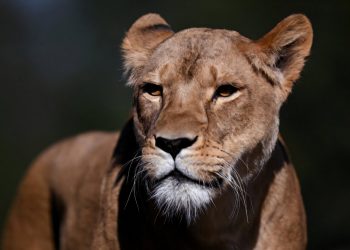 Τόκιο: Τρία λιοντάρια πέθαναν με πιθανή θερμοπληξία