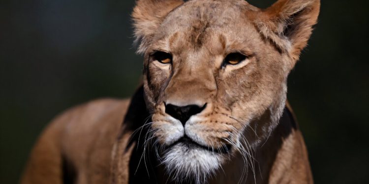 Τόκιο: Τρία λιοντάρια πέθαναν με πιθανή θερμοπληξία